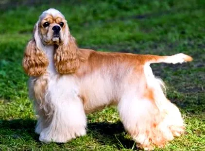 cocker