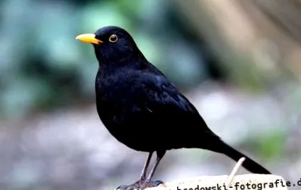 blackbird
