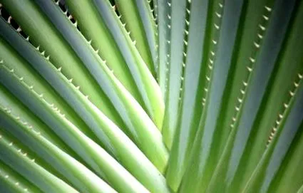 planta