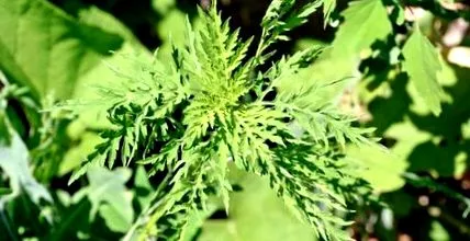 pollen allergia