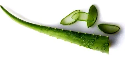 aloe