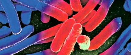 antibioticele