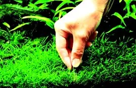 aquascaping wiki