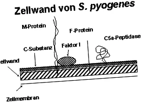 fertőző endocarditis