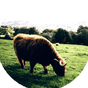 beef
