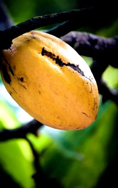 cacao conține