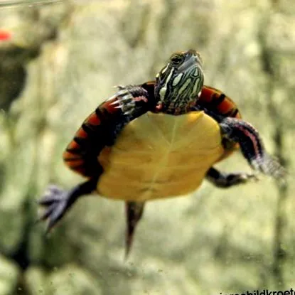 zierschildkroete