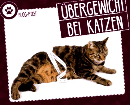 katzen