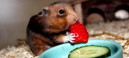 hamsteri