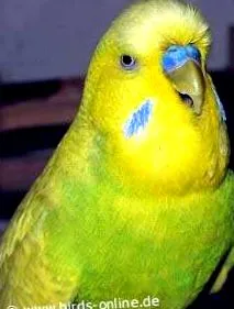 birds