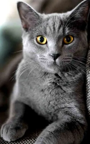 коти