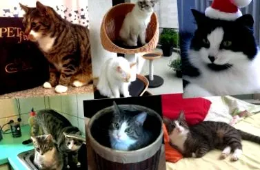 petfit claudia