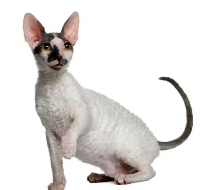 fajtaleírás