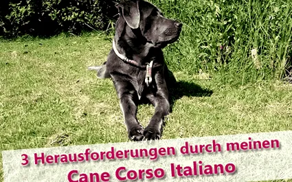 cane