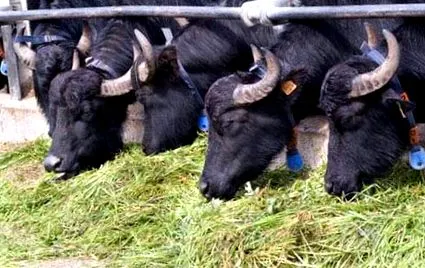 bivolă