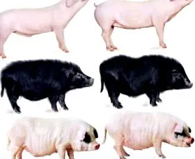 свињи свињи