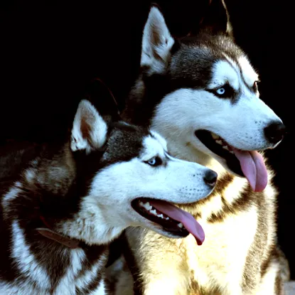 husky husky