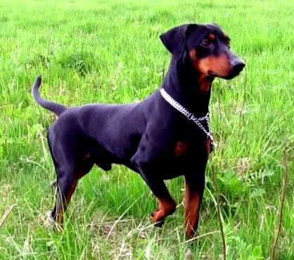 pinscher