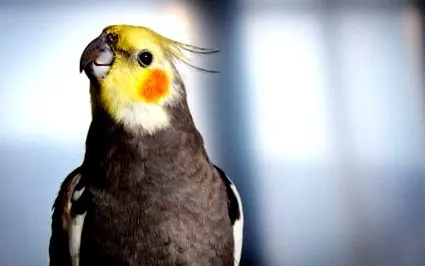 cockatiel