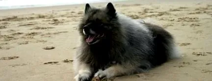 spitz