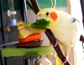 ierburi