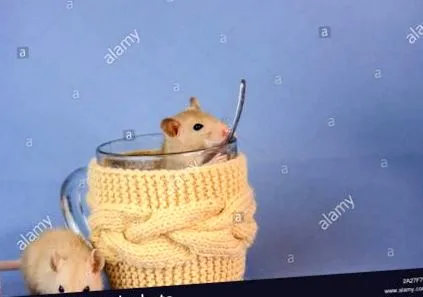 egér