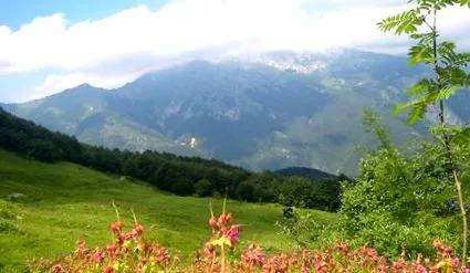 mică
