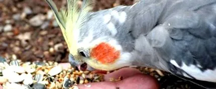 kakatielek