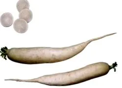бяла