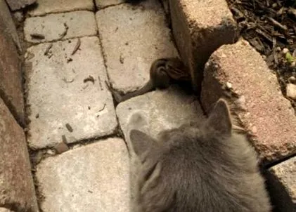 приятели