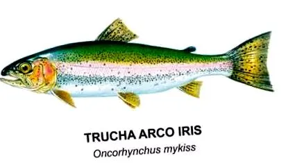 риба