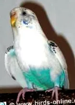 bogate