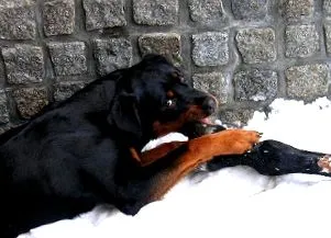 táplálkozás