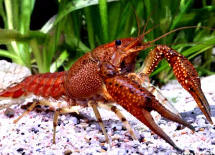 procambarus