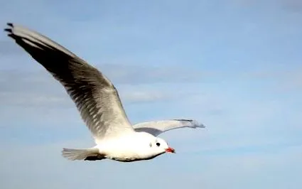 wiressengesund