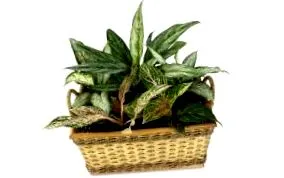 plante