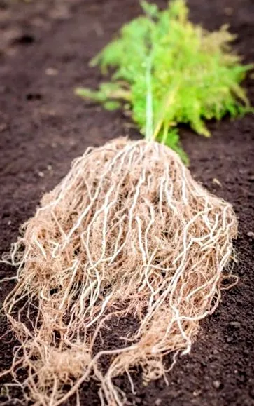 rădăcini