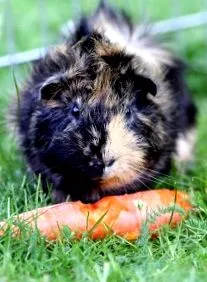 tengerimalacok