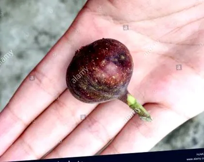 buah fundal