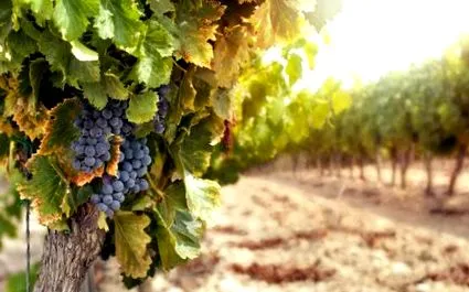 vacsorát vacsorát