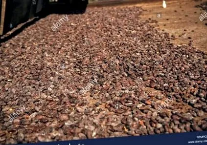 cacao