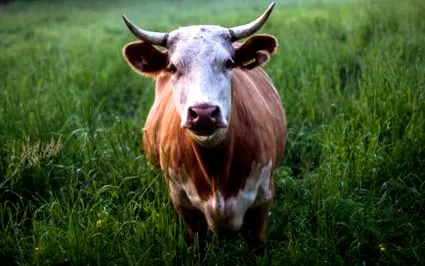 carnea carnea