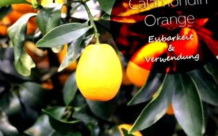 orange calamondin