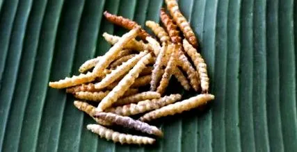 kukacok táplálékként