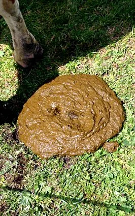 dicționarul