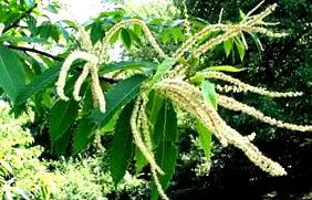 Castanea crenata