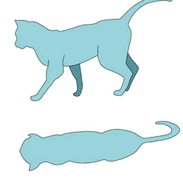 pisica