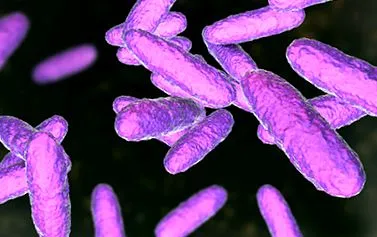 granulomatis