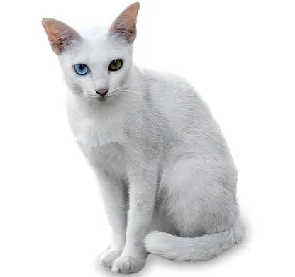 purina