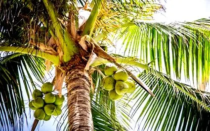cocos cocos